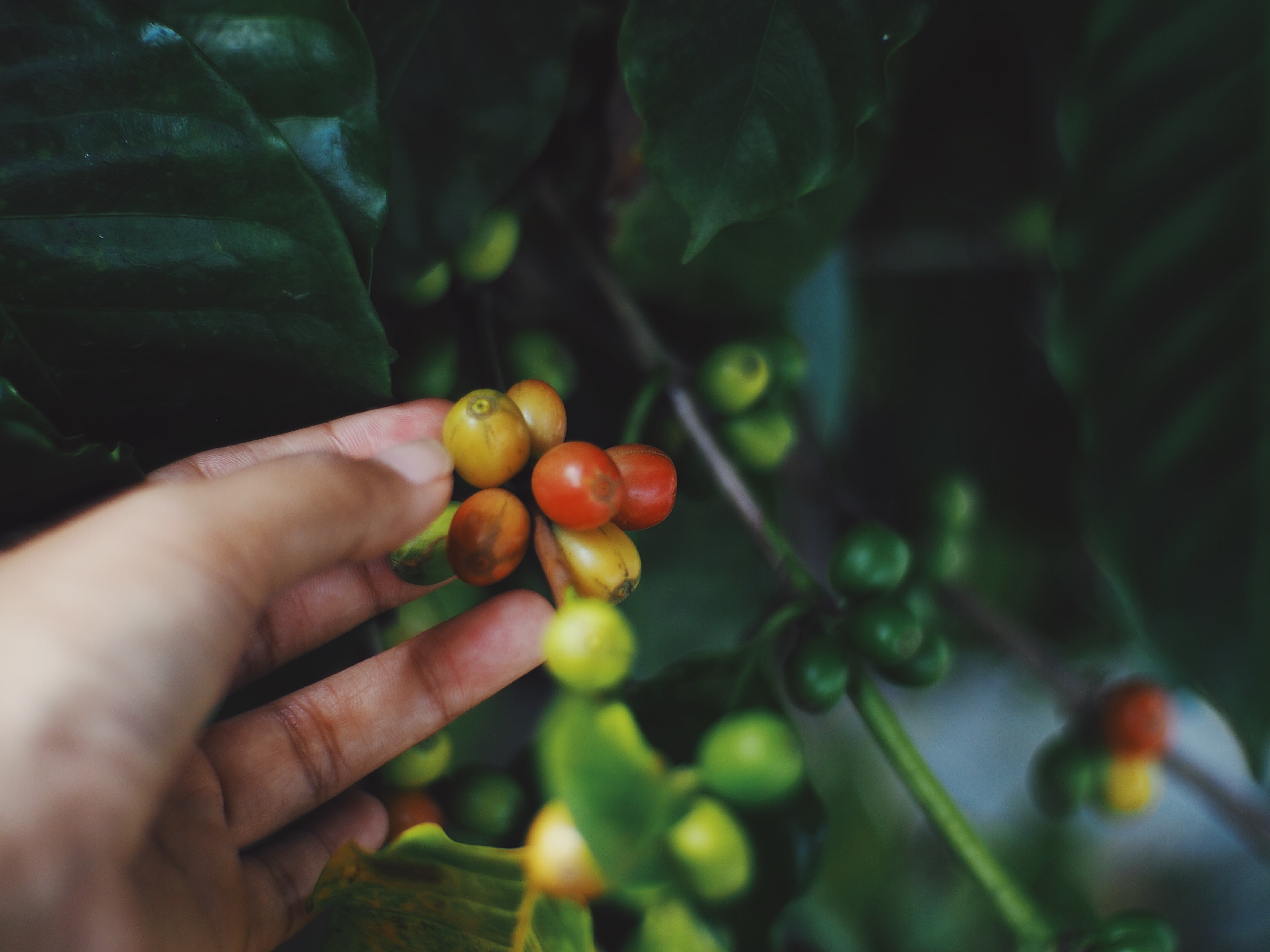 van boom tot koffie